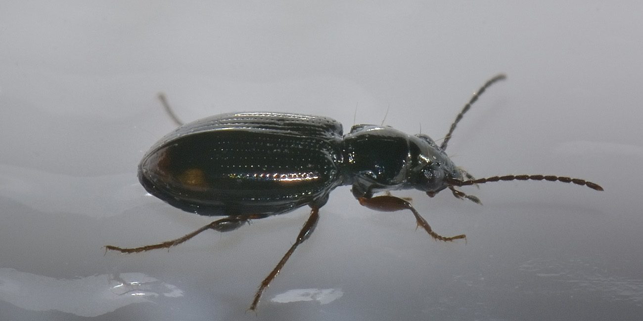 Carabide di palude: Philocthus lunulatus